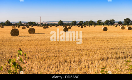 Heu-Kautionen in einem Feld in Pickering, North Yorkshire, UK Stockfoto