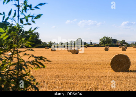 Heu-Kautionen in einem Feld in Pickering, North Yorkshire, UK Stockfoto