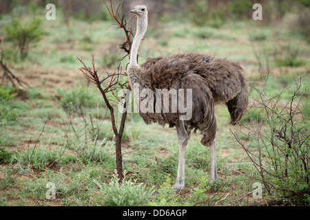 Weibliche Strauß Struthio Camelus, Madikwe Game Reserve, Südafrika Stockfoto