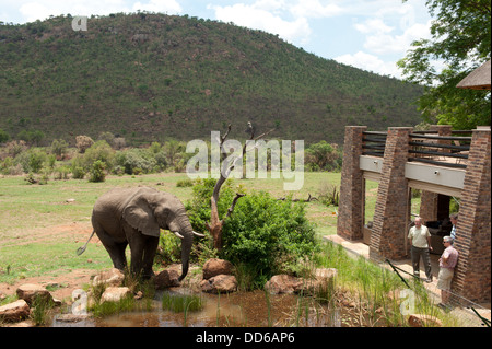 Afrikanischer Elefant vor Makanyane Safari Lodge (Loxodonta Africana Africana) trinken, Pilanesberg Game Reserve Stockfoto