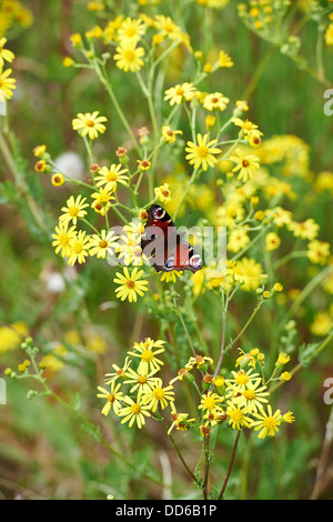 Tagpfauenauge, Inachis Io, sammeln von Pollen von Kreuzkraut auf Erhaltung Ackerland. England, UK, 2013. Stockfoto