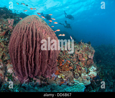 Wwith fass Schwamm mit diver Silhouetten in blauem Wasser Hintergrund. Verde Island Passage, Philippinen. Stockfoto