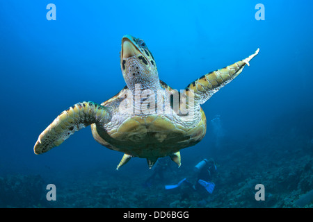 Echte Karettschildkröte Schwimmen im blauen Wasser mit Taucher im Hintergrund. Stockfoto