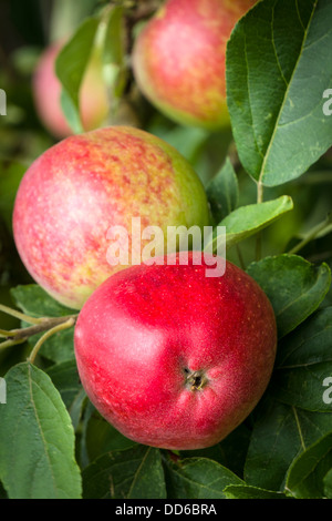 Frische rote englische Äpfel Stockfoto