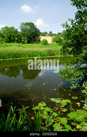 Fluss Avon, Avoncliff, Bradofrd on Avon, Wiltshire. Stockfoto