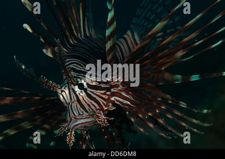 Nahaufnahme von einem gemeinsamen Rotfeuerfisch (Pterois Volitans) in der Lembeh-Straße von Indonesien Stockfoto