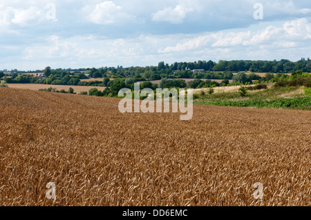 Ein Feld von Getreide wächst in typischen Essex Bauernland außerhalb Braintreee. Stockfoto