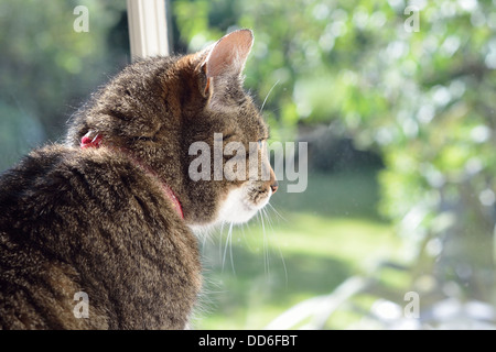 Katze in der Nähe auf der Suche nach aus Fenster braun stripey Stockfoto