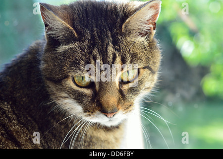 Katze braun stripey Blick in die Kamera hautnah Stockfoto