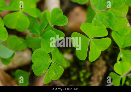 Grünen Klee Blätter auf dem Waldboden Stockfoto