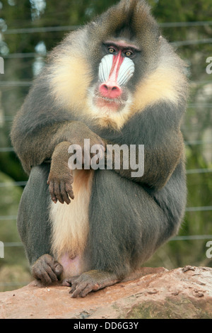 Mandrill männlichen Hansom Pavian. Mandrillus sphinx Stockfoto