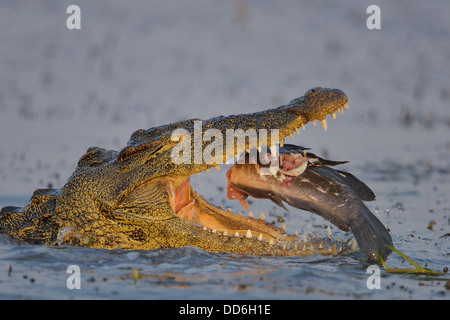 Afrikanische Nil-Krokodil, einen Fisch zu essen Stockfoto