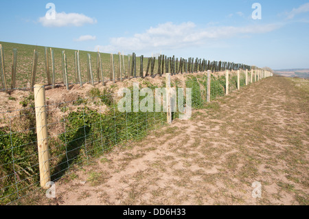 Neue Hecke gepflanzt am Ufer entlang Feldgrenze. Sträucher in Schutzhüllen Stockfoto