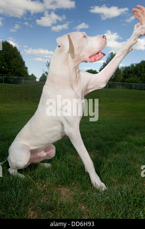 Weiße Deutsche Dogge Hund hohe Fiving seines Besitzers. Stockfoto