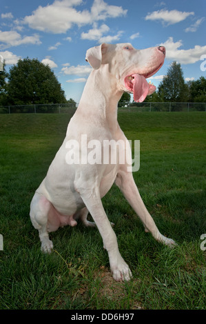 Weiße Deutsche Dogge Hund Standortwahl auf der Wiese vor blauem Himmel. Stockfoto