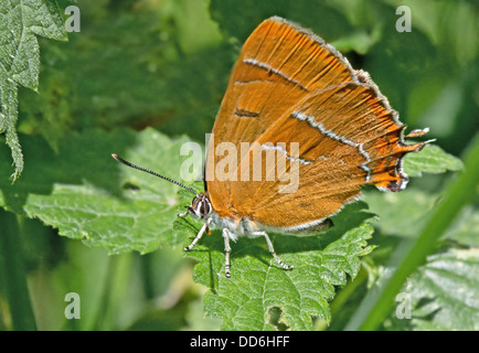 Braun Zipfelfalter-Theclla Betulae (weiblich) Schmetterling. UK Stockfoto