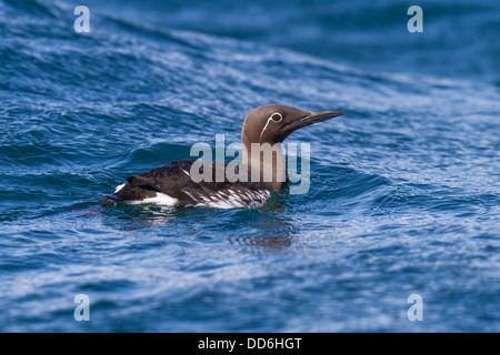 "Gezügelten" Form der gemeinsamen Guillemot (Uria Aalge), Isle of Mull, Argyll and Bute, Scotland Stockfoto