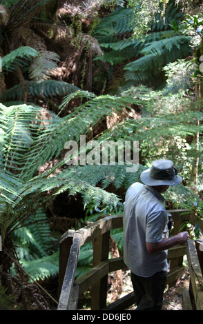 Wanderer in der Tarkine Wildnis von Tasmanien in der Nähe von Corinna Stockfoto