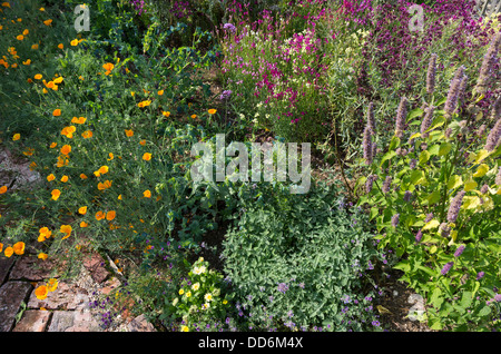 Border mit jährlichen Blumen, einschließlich California Poppies, Cerinthe, Linaria. Stockfoto