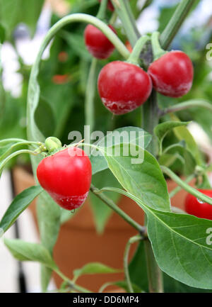 Woburn Sands nr Milton Keynes, Bucks, UK. 25. August 2013. Chili-Festival im Frost Gartencenter, Woburn Sands nr Milton Keynes, Bucks, UK - 25. August 2013 Bild - Cherry Bomb Pfeffer Foto von Keith Mayhew Credit: KEITH MAYHEW/Alamy Live News Stockfoto