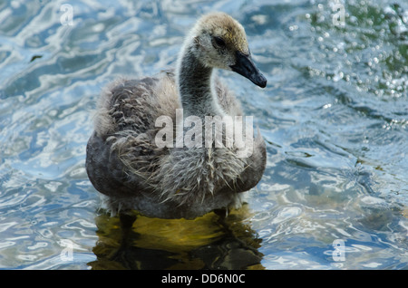 Eine Kanadagans Gosling, Branta Canadensis steht unbeholfen am Rand einer kleinen Bucht. Stockfoto