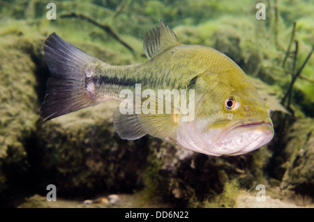 Ein Forellenbarsch Süßwasserfisch, Micropterus Salmoides, schwimmt im Wasser von einem verlassenen Steinbruch. Stockfoto