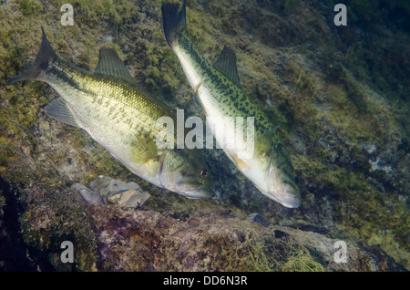 Zwei Forellenbarsch Süßwasserfische, Micropterus Salmoides anzeigen Balz Rituale über einen möglichen Nistplatz. Stockfoto