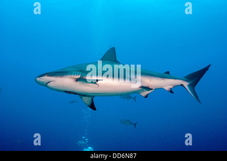 Ein Riffhai Carcharhinus Perezii schwimmt durch die Wassersäule auf einem Riff in der Nähe der Insel Roatan, Honduras Stockfoto