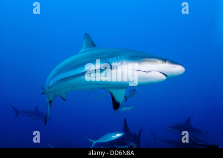 Ein Riffhai Carcharhinus Perezii schwimmt durch die Wassersäule auf einem Riff in der Nähe der Insel Roatan, Honduras Stockfoto