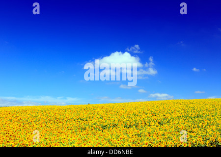 Sonnenblumenfeld und Himmel, Hokkaido Stockfoto