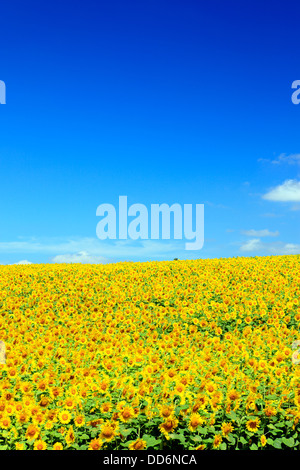Sonnenblumenfeld und Himmel, Hokkaido Stockfoto