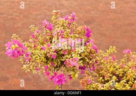 Bougainvillea-Blume Stockfoto