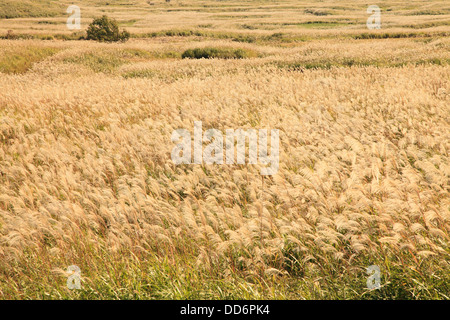 Japanische Silber Rasen Stockfoto