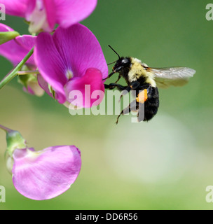 Bumble-Bee sitzt auf einer Blume Stockfoto