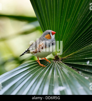 Zebrafinken sitzt auf einem Palmblatt Stockfoto