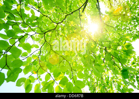 Sonne durch grüne Blätter Stockfoto