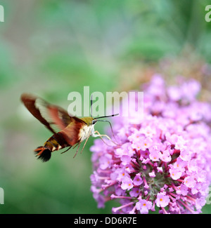 Gemeinsame Clearwing Sphinx Motte oder Kolibri Schmetterling Stockfoto