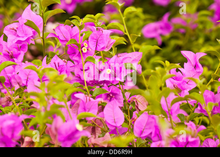 Bougainvillea-Blume im Garten Stockfoto