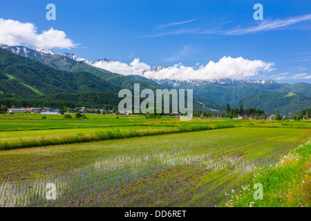 Hakuba Mountain Range und Reis Feld, Präfektur Nagano Stockfoto