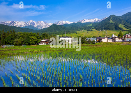 Hakuba Mountain Range und Reis Feld, Präfektur Nagano Stockfoto