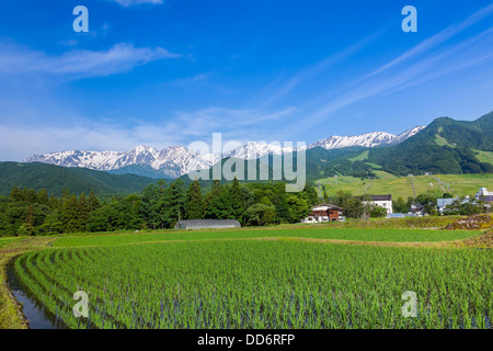 Hakuba Mountain Range und Reis Feld, Präfektur Nagano Stockfoto