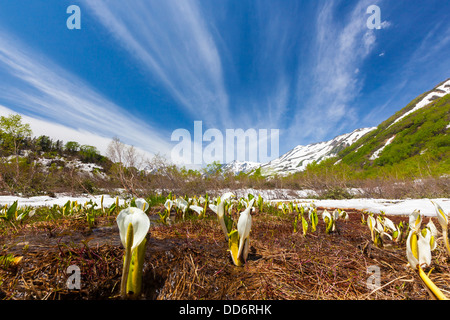 Nagano Hakuba-Gebirge Stockfoto