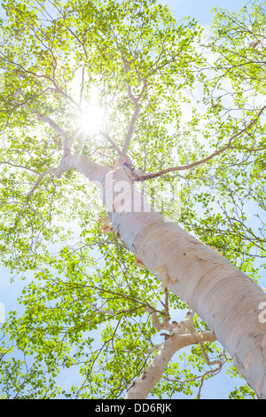 Sonne durch grüne Birke Blätter filtern Stockfoto