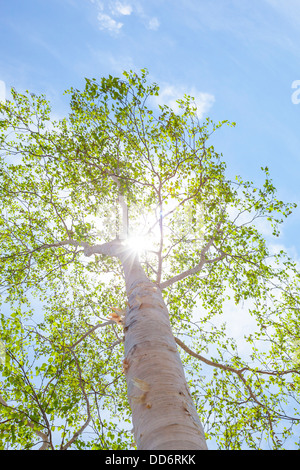 Sonne durch grüne Birke Blätter filtern Stockfoto