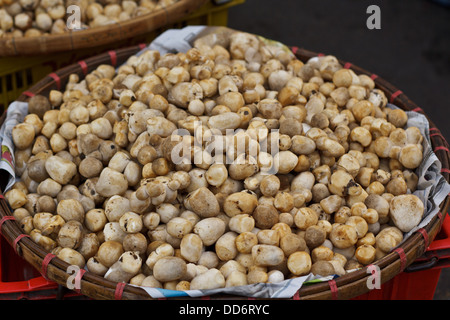 Volvariella Pilze verkaufen in Thailand zu vermarkten. Stockfoto