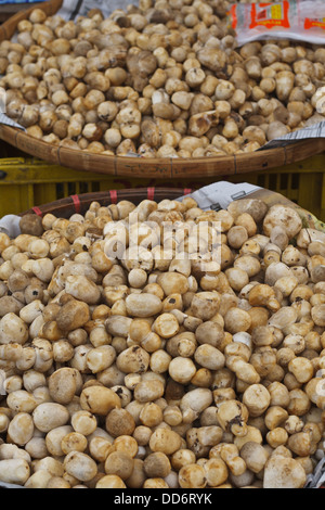 Volvariella Pilze verkaufen in Thailand zu vermarkten. Stockfoto