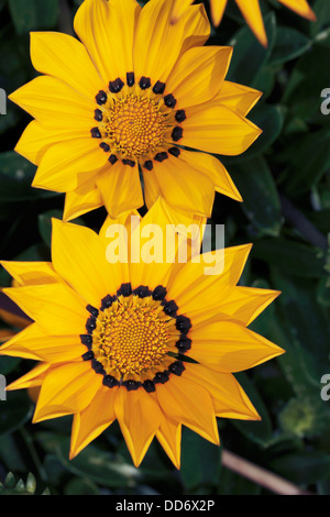 Nahaufnahme von Gazanien/Schatz Blumen zeigt Detail Blume Zentren - Gazanien Rigens - Familie Asteracaeae Stockfoto