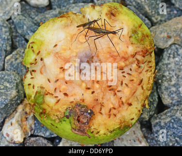 Eine gefallene Guave-Frucht mit Fruchtfliegen bedeckt Stockfoto