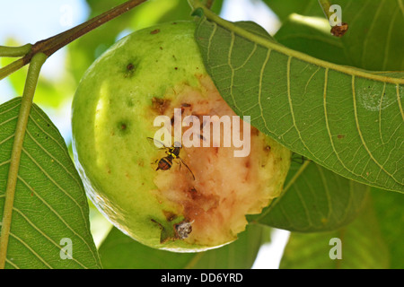 Fruchtfliegen, die Fütterung auf beschädigte Guave Früchte noch am Baum Stockfoto