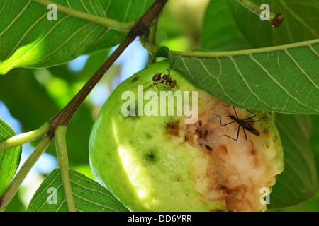 Fruchtfliegen, die Fütterung auf beschädigte Guave Früchte noch am Baum Stockfoto